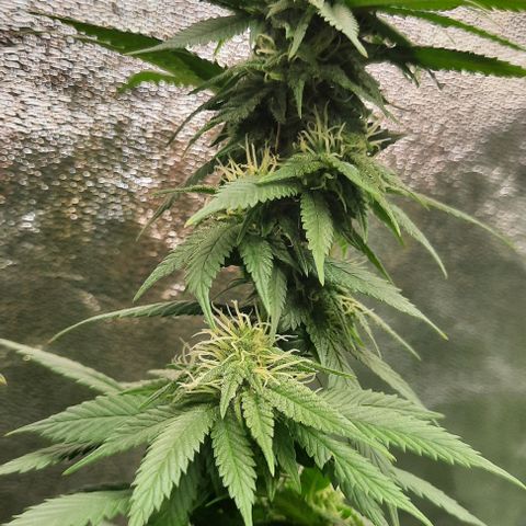 Daisy's  growlog timeline photo