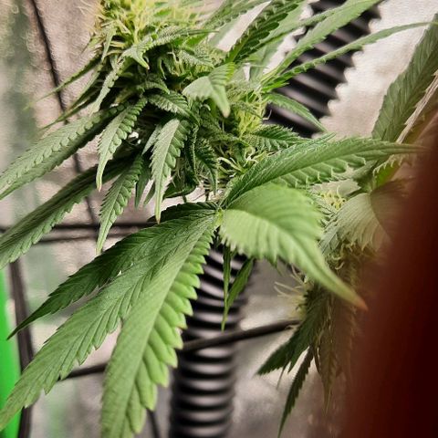 Daisy's  growlog timeline photo