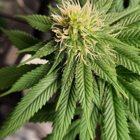 Daisy's  growlog timeline photo