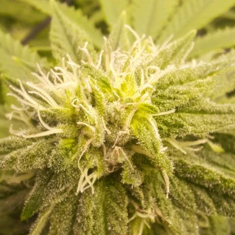 Daisy's  growlog timeline photo