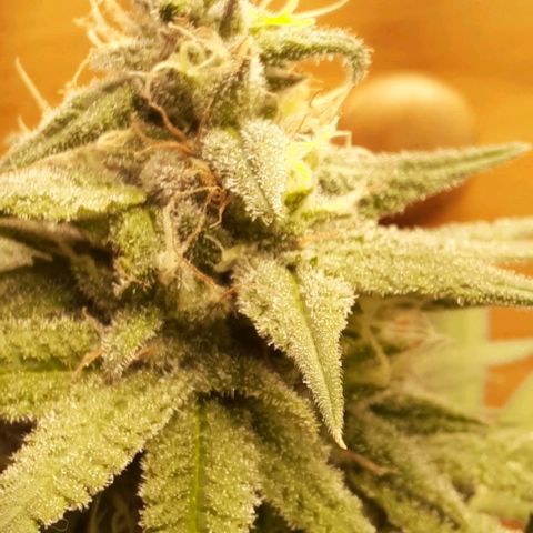 Daisy's  growlog timeline photo