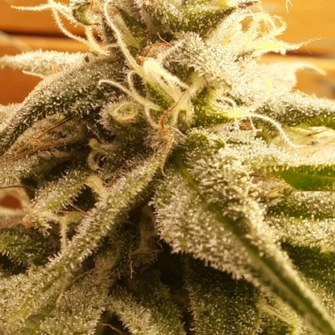 Daisy's  growlog timeline photo