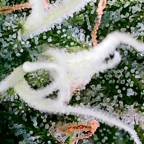 Daisy's  growlog timeline photo