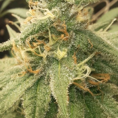 Daisy's  growlog timeline photo