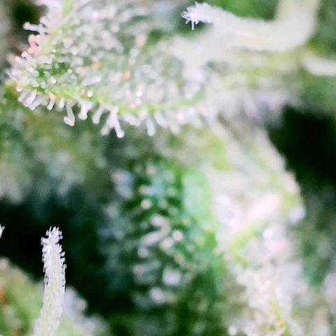 Daisy's  growlog timeline photo