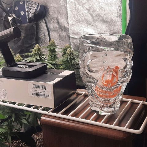 Daisy's  growlog timeline photo