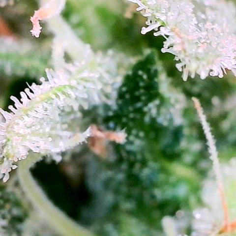 Daisy's  growlog timeline photo