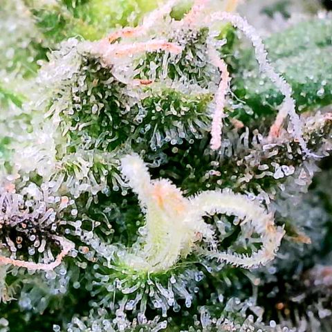 Daisy's  growlog timeline photo