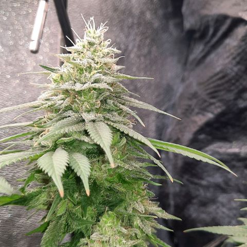 Daisy's  growlog timeline photo