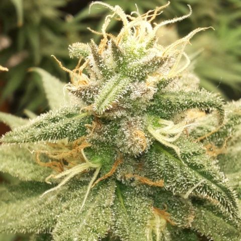 Daisy's  growlog timeline photo