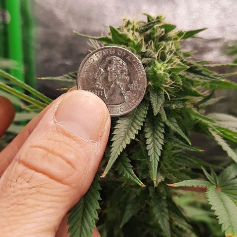 Daisy's  growlog timeline photo