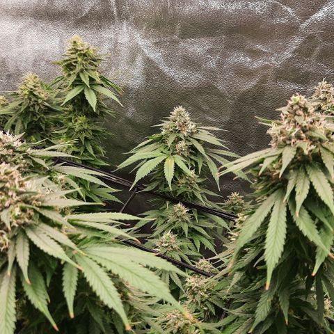 Daisy's  growlog timeline photo