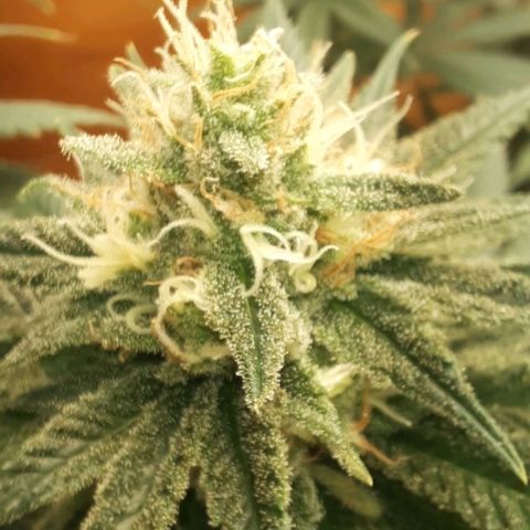 Daisy's  growlog timeline photo