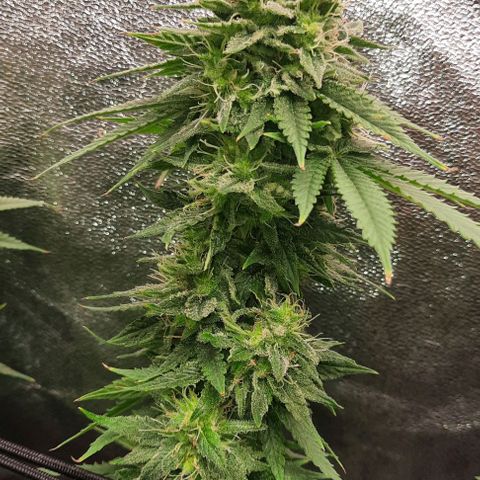 Daisy's  growlog timeline photo