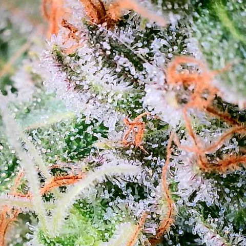 Daisy's  growlog timeline photo