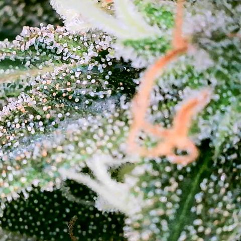 Daisy's  growlog timeline photo