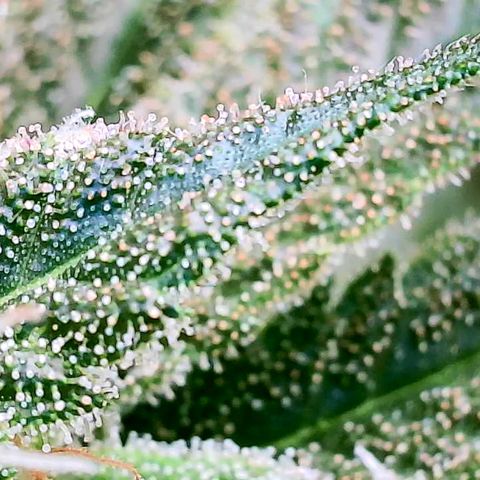 Daisy's  growlog timeline photo