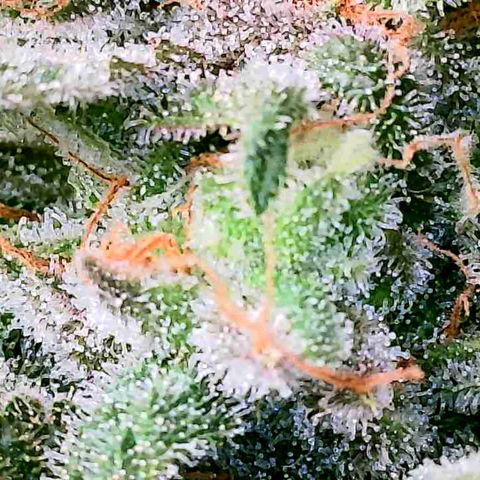 Daisy's  growlog timeline photo