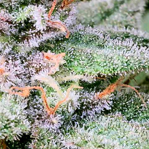 Daisy's  growlog timeline photo