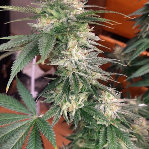 Daisy's  growlog timeline photo