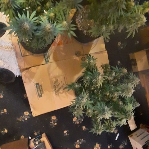 Daisy's  growlog timeline photo