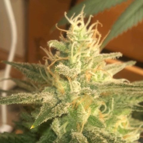 Daisy's  growlog timeline photo