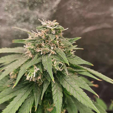 Daisy's  growlog timeline photo