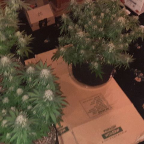 Daisy's  growlog timeline photo