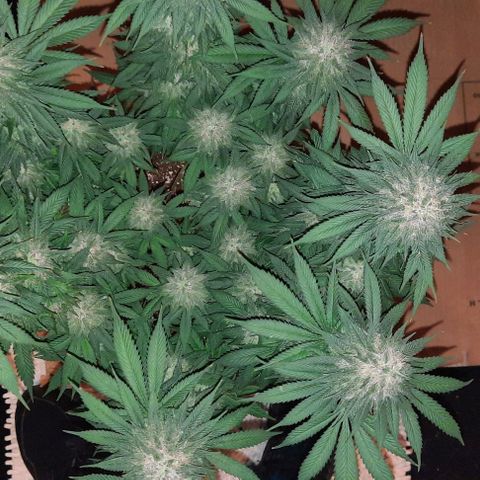 Daisy's  growlog timeline photo