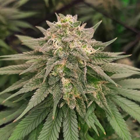 Daisy's  growlog timeline photo