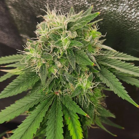 Daisy's  growlog timeline photo