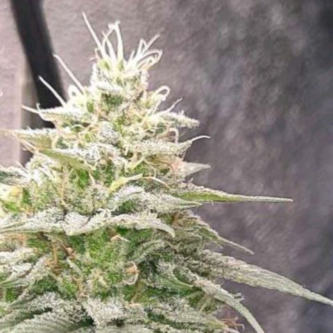 Daisy's  growlog timeline photo