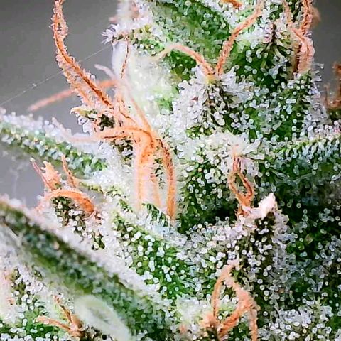 Daisy's  growlog photo: Plant 1