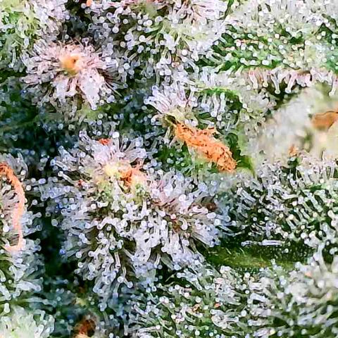 Daisy's  growlog photo: Plants 2