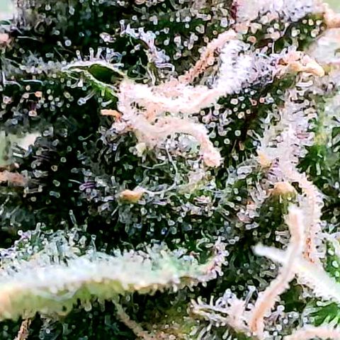 Daisy's  growlog photo: Plant 4