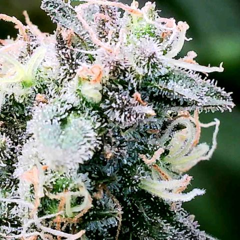 Daisy's  growlog photo: Plant 5