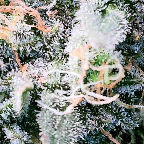 Daisy's  growlog photo: Plant 5