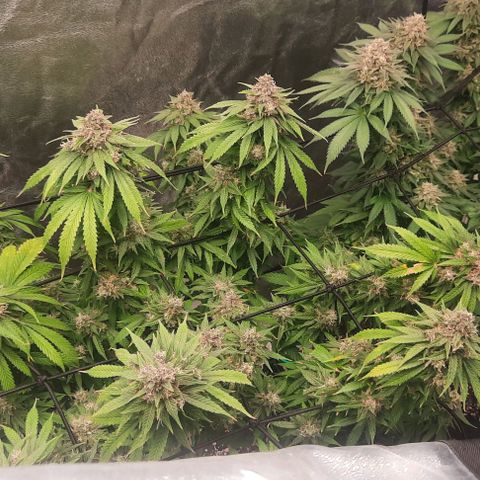 Daisy's  growlog photo: 3 plants on AC Infinity lights 