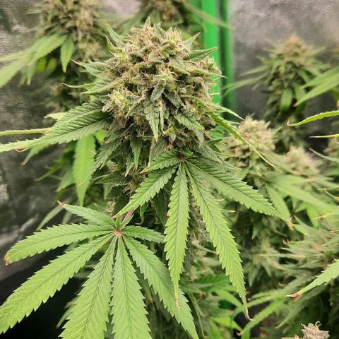 Daisy's  growlog timeline photo