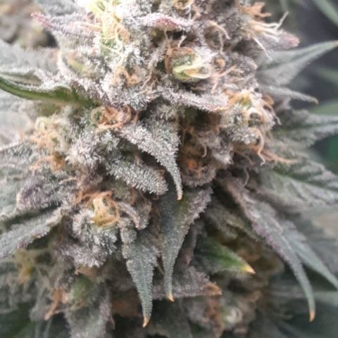 Daisy's  growlog timeline photo