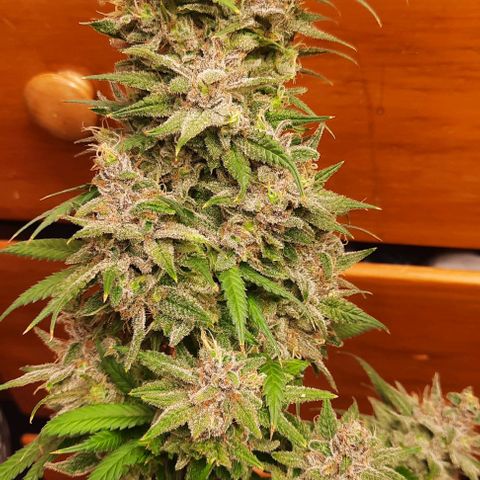 Daisy's  growlog timeline photo