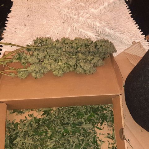 Daisy's  growlog timeline photo