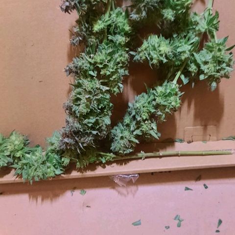 Daisy's  growlog timeline photo