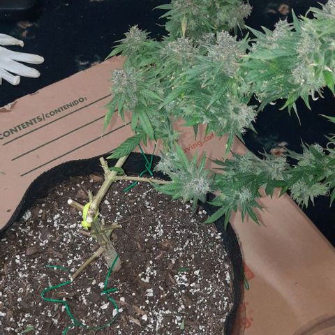 Daisy's  growlog timeline photo