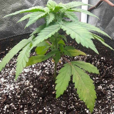 Super Skunk growlog timeline photo