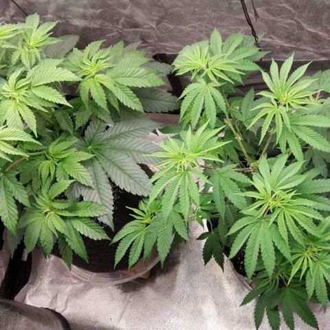 Super Skunk growlog in AC Infinity/Mars Hydro