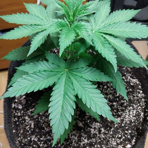 Super Skunk growlog timeline photo