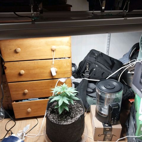 Super Skunk growlog timeline photo