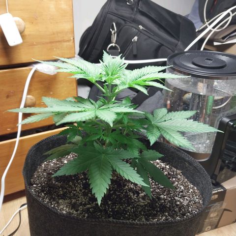 Super Skunk growlog timeline photo