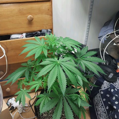Super Skunk growlog timeline photo